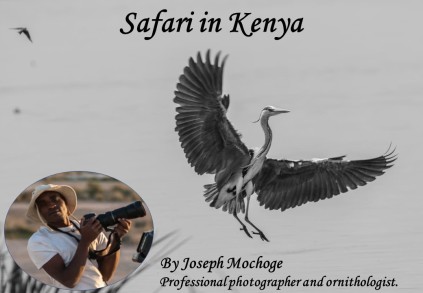 Safari in Kenya, Kenya, safari, adventure, travel